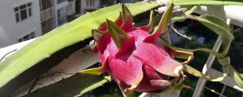 阳台火龙果的种植方法（阳台火龙果的种植方法温度）