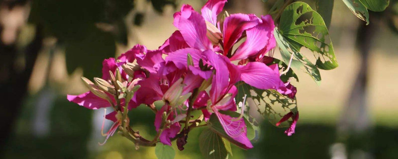 紫荆花生长快吗（紫荆花花期长吗）