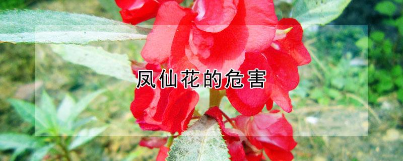 凤仙花的危害（凤仙花的危害复发性口疮）