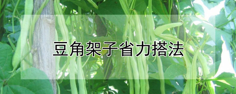 豆角架子省力搭法 豆角架子如何搭