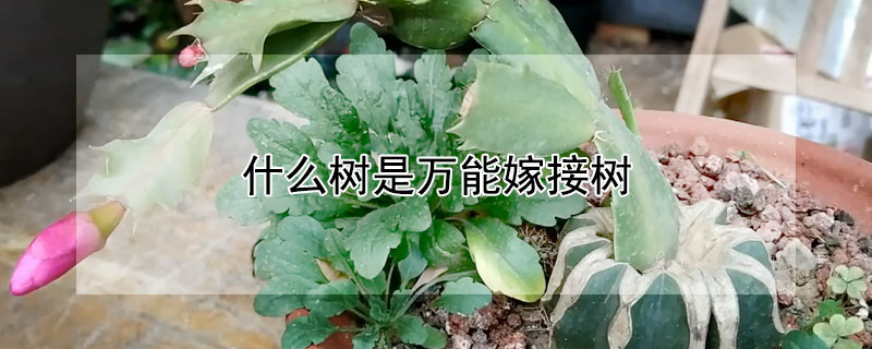 什么树是万能嫁接树（什么树是万能嫁接树中间）