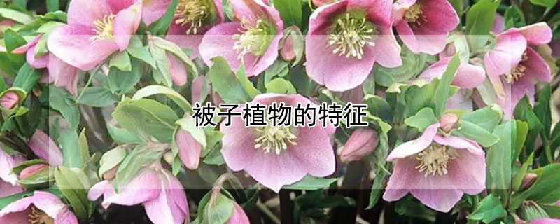 被子植物的特征（裸子植物和被子植物的特征）