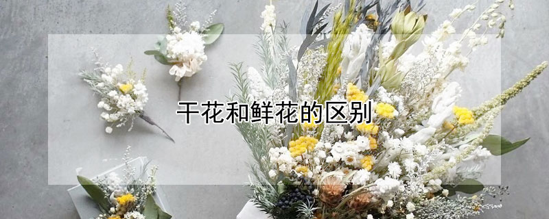 干花和鲜花的区别（干花和鲜花的区别用画图形式画出来）