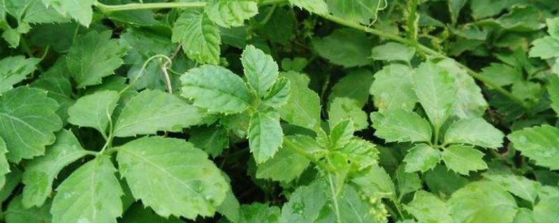 南方人参又叫什么（南方人参叫什么名字）