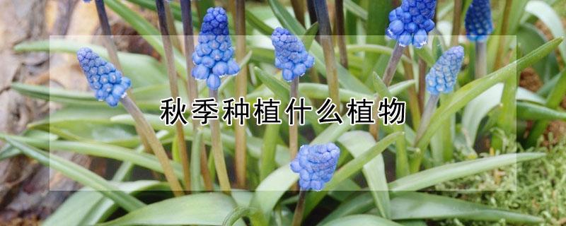秋季种植什么植物 秋季种植什么植物图片