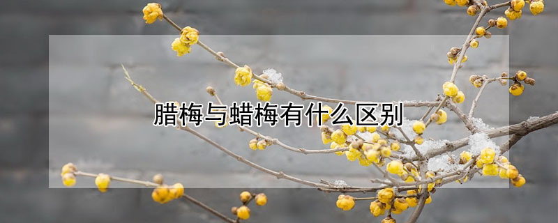 腊梅与蜡梅有什么区别（蜡梅花和腊梅的区别）