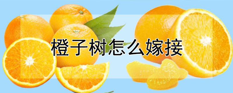 橙子树怎么嫁接 橙子树怎么嫁接成活率高
