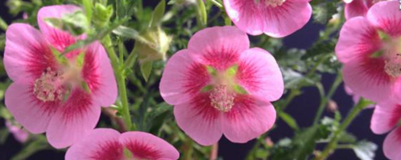 小木槿枯了如何挽救（小木槿干枯了怎么办）