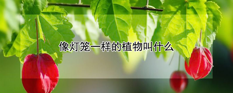 像灯笼一样的植物叫什么（像灯笼一样的植物叫什么花）