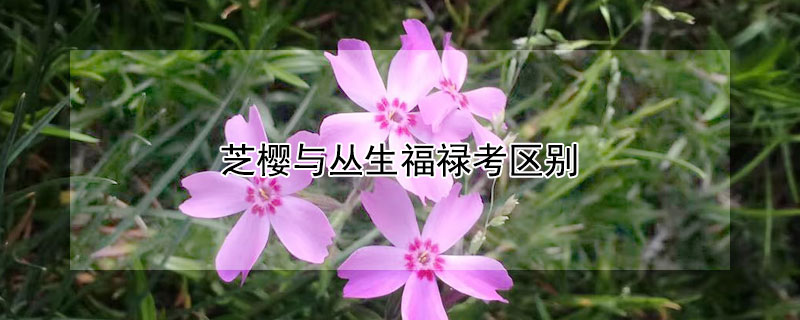 芝樱与丛生福禄考区别（福禄考和芝樱是一种花吗）