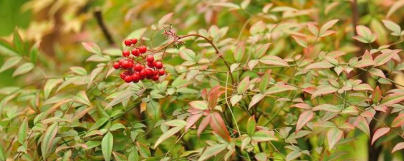 南天竹散发的味有毒吗 南天竹的气味是什么样的