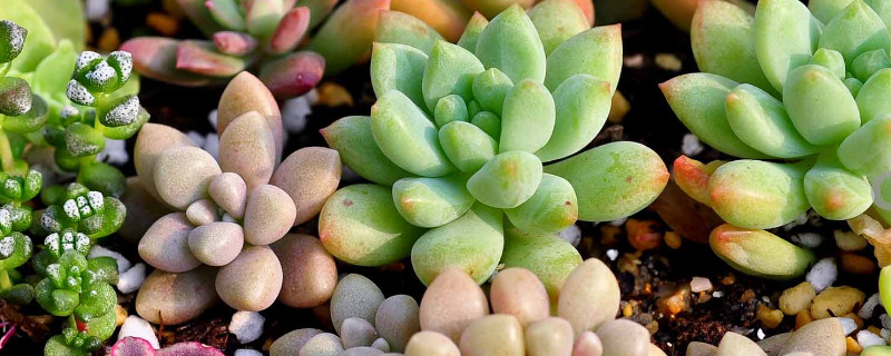秋天养多肉要注意什么 秋天种多肉需要注意什么