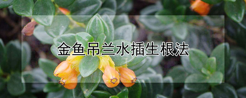 金鱼吊兰水插生根法 金鱼吊兰水插生根法图片