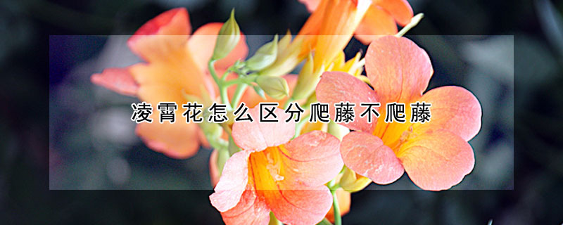 凌霄花怎么区分爬藤不爬藤（凌霄花不爬藤是什么品种）