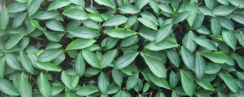 飞羽竹芋叶子干枯卷曲 飞羽竹芋叶子卷边干枯