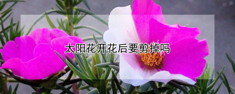太阳花开花后要剪掉吗（太阳花剪掉后会开花吗）