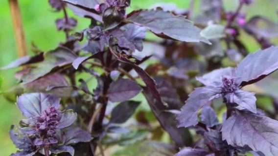 紫苏的种类 紫苏的种类与图片