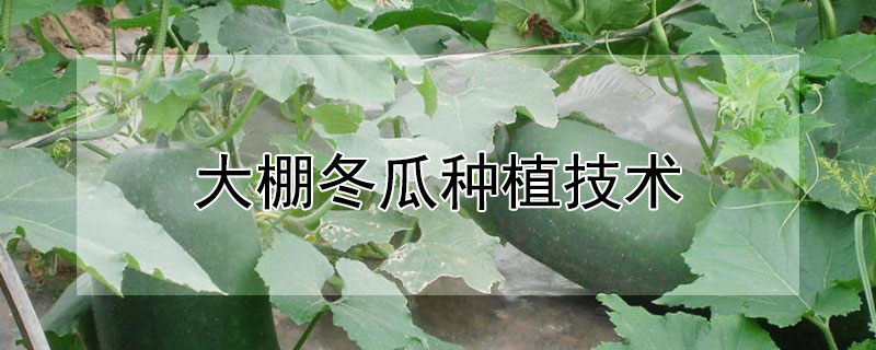 大棚冬瓜种植技术 大棚冬瓜种植技术视频