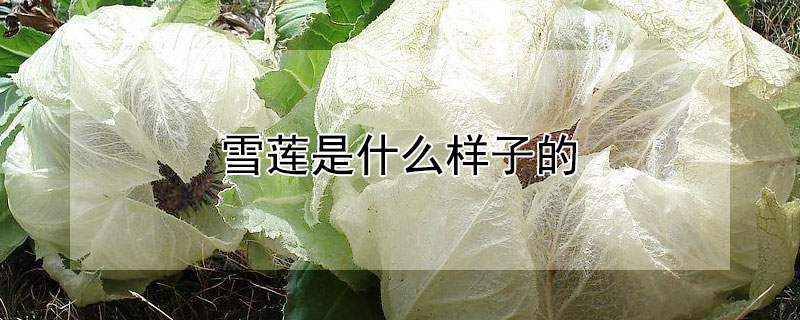 雪莲是什么样子的（雪莲是什么样子的怎么吃）