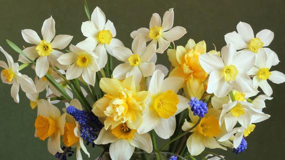 四季花是什么花（四季花是什么花图片）