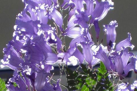 蓝花楹几月开花