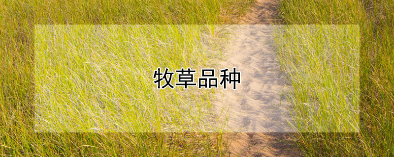 牧草品种 牧草品种及图片