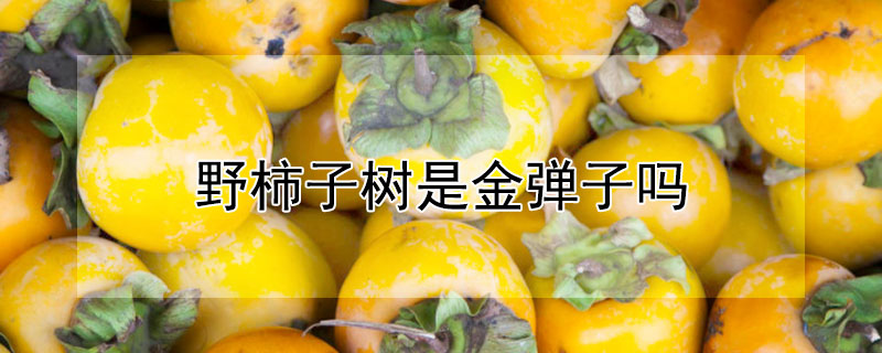 野柿子树是金弹子吗（野柿子树是不是金弹子）