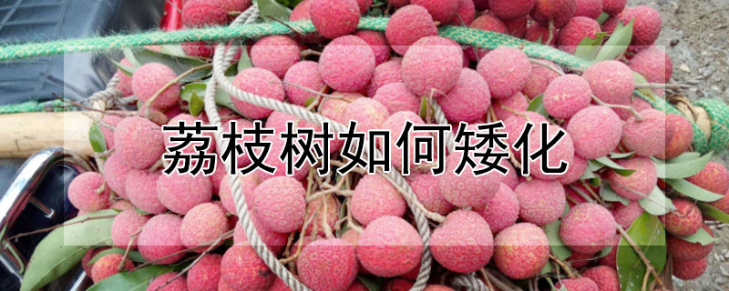 荔枝树如何矮化 荔枝树矮化高度