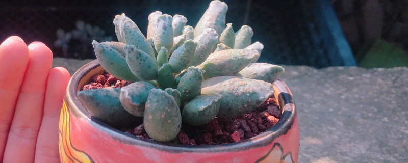 多肉海豹叶子发皱（多肉海豹叶片发皱发软怎么办）