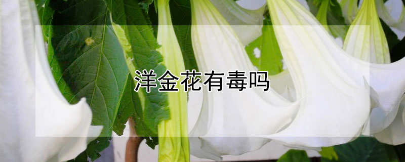 洋金花有毒吗（洋金花的毒性成分是什么）
