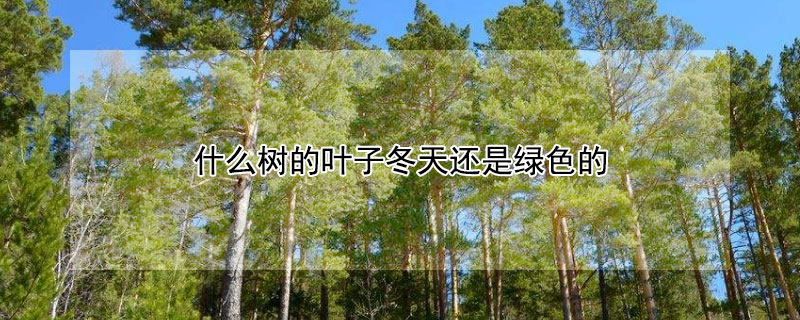 什么树的叶子冬天还是绿色的 什么树的叶子冬天还是绿色的呀