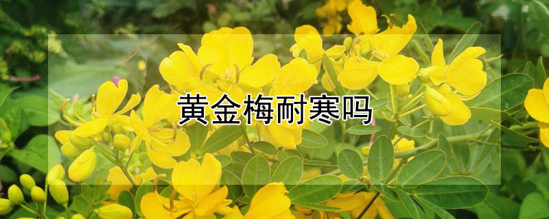 黄金梅耐寒吗 黄金梅耐寒吗冬天