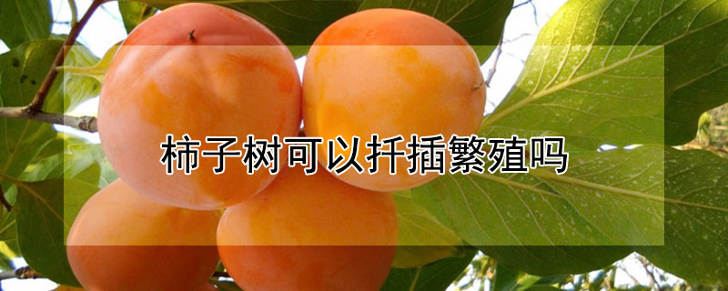 柿子树可以扦插繁殖吗（柿子树可以扦插繁殖吗）