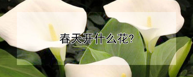 春天开什么花? 春天开什么花一年级