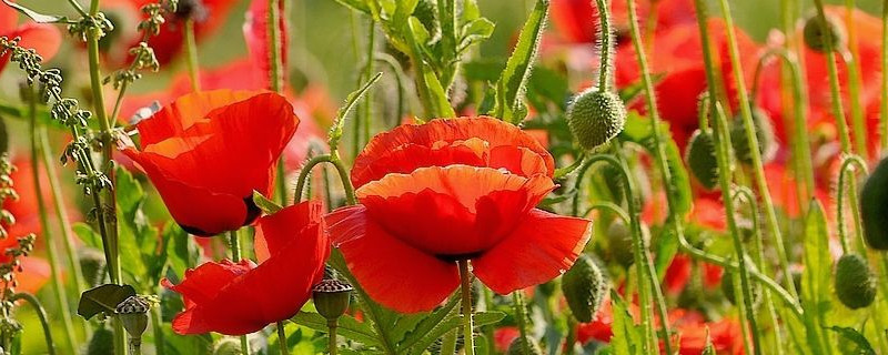 虞美人有毒吗（虞美人有毒吗家里可以养吗）