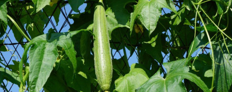 丝瓜催芽方法（丝瓜催芽方法和时间）