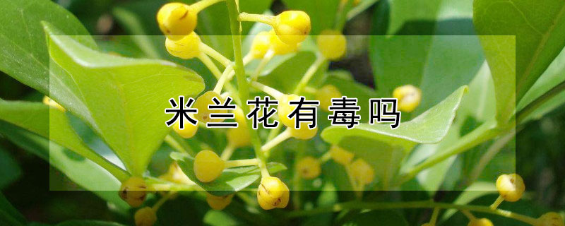 米兰花有毒吗（米兰花有毒吗米兰花怎么扦插）