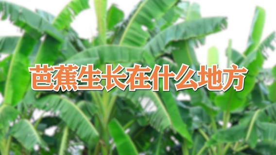 芭蕉生长在什么地方（芭蕉生长在什么地方最多）