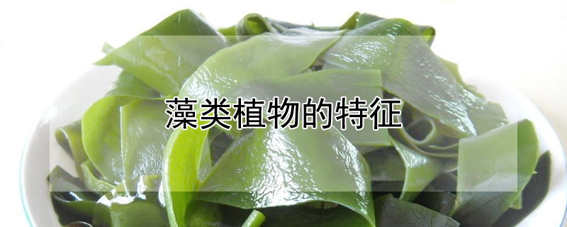 藻类植物的特征 藻类植物的特征和四种代表性植物