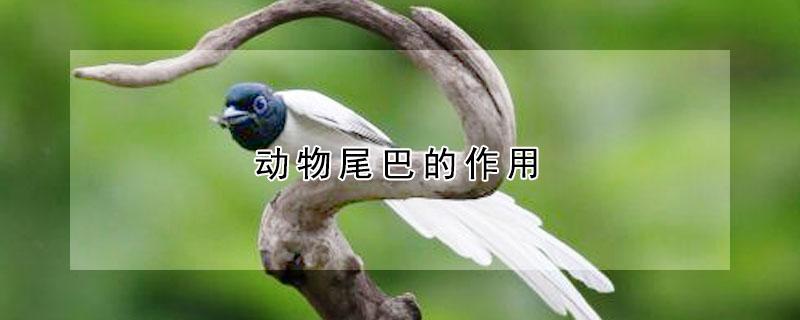 动物尾巴的作用（动物尾巴的作用和特点）