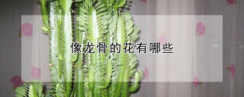像龙骨的花有哪些 龙骨的花是什么样的