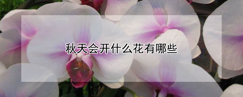 秋天会开什么花有哪些（秋天有哪些花会开?）