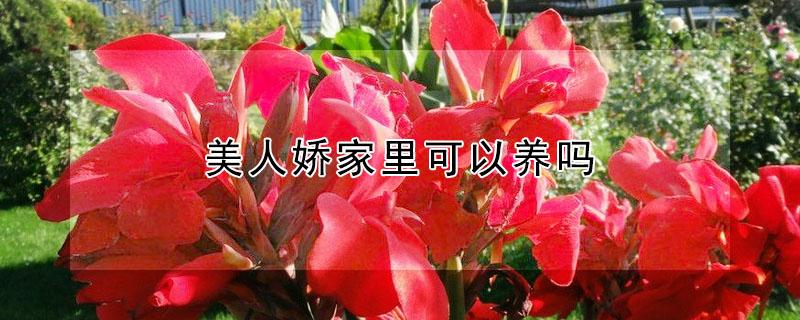 美人娇家里可以养吗（美人不好养）