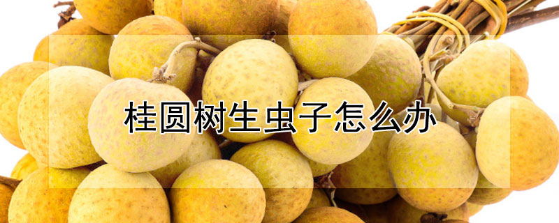 桂圆树生虫子怎么办 桂圆树的虫子
