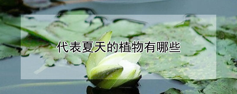 代表夏天的植物有哪些（代表夏天的植物有哪些名字）