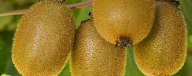 猕猴桃上市时间 猕猴桃上市时间什么月份