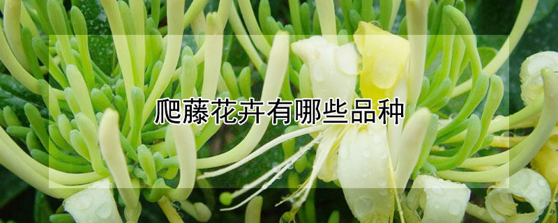 爬藤花卉有哪些品种 爬藤花品种大全