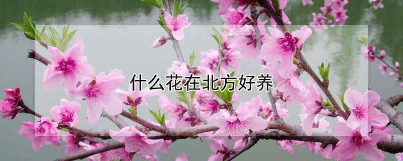 什么花在北方好养 什么花在北方好养又好看