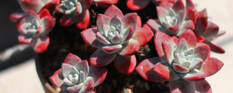 多肉初霜与白菊的区别（多肉初霜与白菊的区别图片）