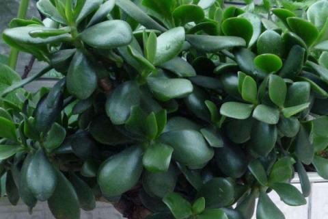 燕子掌与玉树的区别